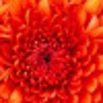 Ristorante Pizzeria La Tavernetta Di Piu Annamaria