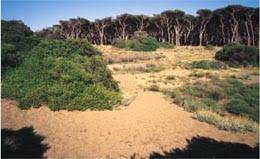 Parc côtier de Rimigliano