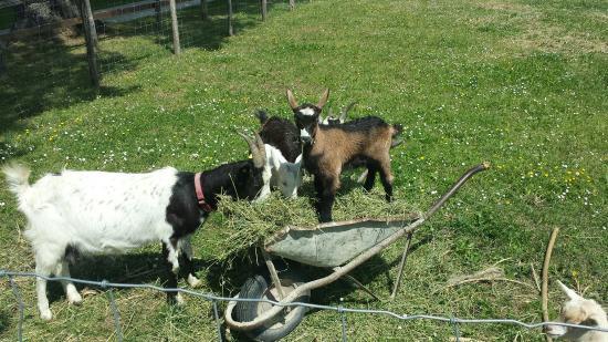 Azienda Agricola San Marco di Mori