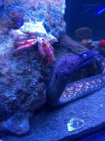 Acquario della laguna di Orbetello
