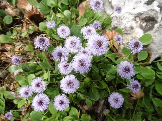 Giardino Botanico Maria Ansaldi Pania di Corfino