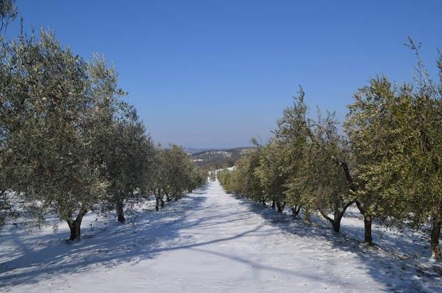 Azienda Agricola Alma Mater San Vivaldo