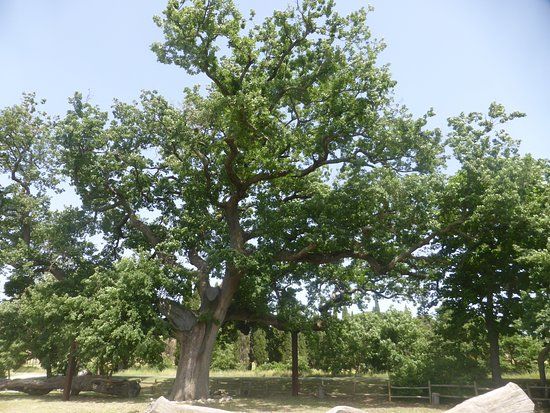 Oak of Checche