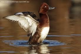 Oasi WWF Lago di Burano