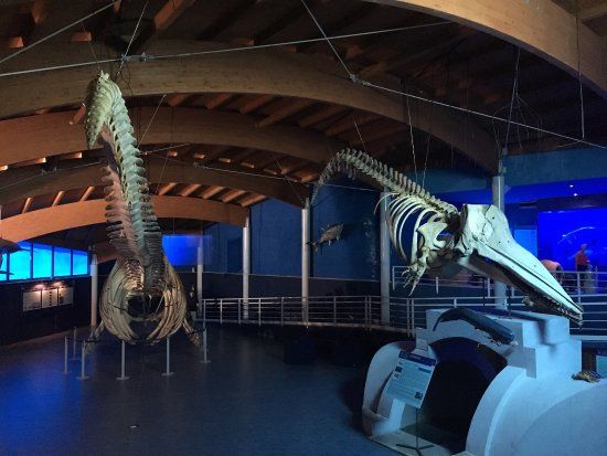 Musée d'Histoire naturelle de la Méditerranée